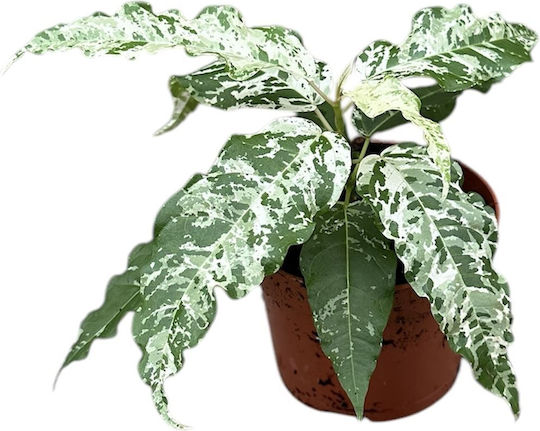 Φίκος Ficus Snowstorm