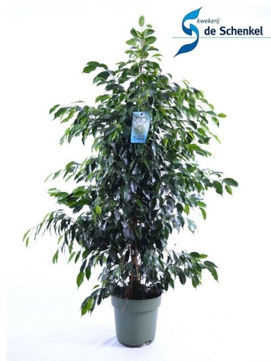 Φίκος Ficus Benjamina Danielle Xxl
