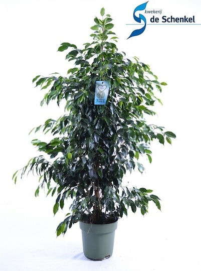 Ficus Benjamina Danielle XXL Ficus Benjamina Danielle XXL