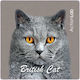 Action Lab British Cat Refrigerator Magnet