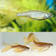 Danio Rerio Frankei Longfin