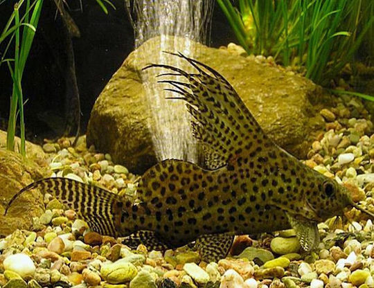 Pești De Acvariu Vii Lf African Catfish Synodontis Eupterus Featherfin Catfish Xl 20-21cm
