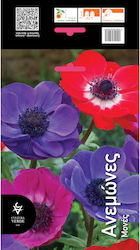 Anemonen Zwiebeln Monas 5 Stück
