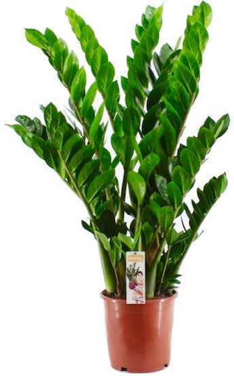 Oem Ζάμια Ή Ζαμιοκούλκας Zamioculcas Zamiifolia 1 Lt 20/30