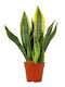 Sansevieria Sanseveria Trifasciata Futura Superba