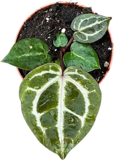 Ανθούριο Anthurium Red Crystallinum