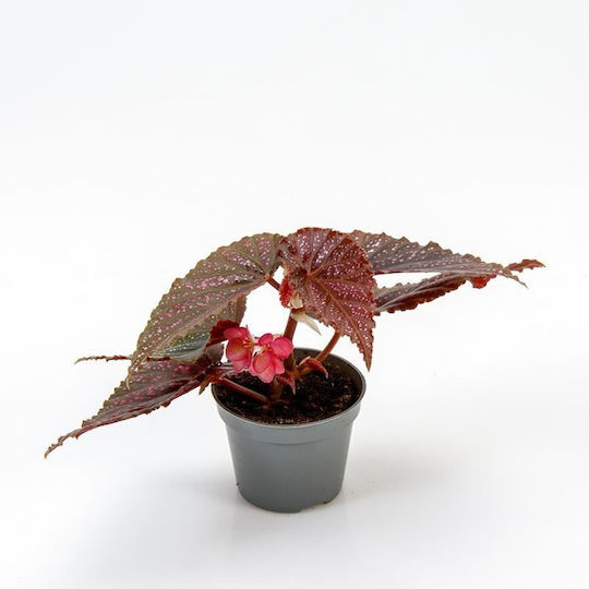 Бегония Begonia Maculata Розови Петна