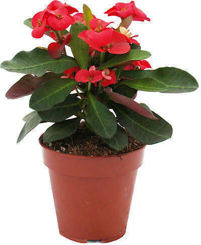 Oem Трънът На Христос Euphorbia Milii 1 Лт 15/20