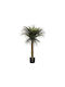 Тропическо Yucca Дърво На Открито 150см Atmosphera