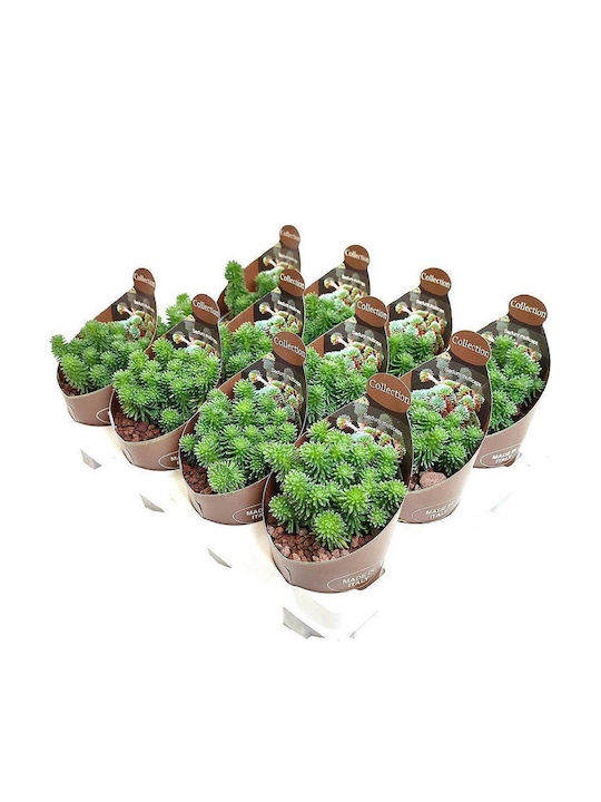Sedum Multiceps 6.5cm Sedum Multiceps 6.5cm