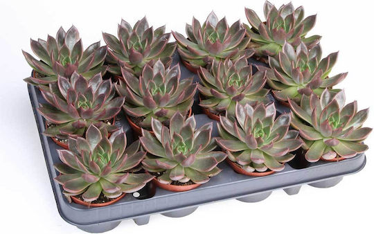 Echeveria 'Situla' 8,5 cm