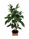 Aukuba Aucuba Japonica Înălțime 35cm Diametru 12cm