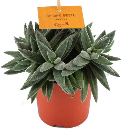 Crassula 'tenelli' 10.5cm