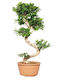 Bonsai Ficus Ginseng Î:75cm Ø25cm