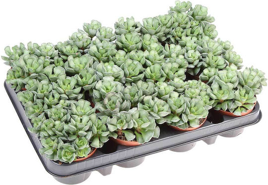 Adromischus Cristatus 8.5cm