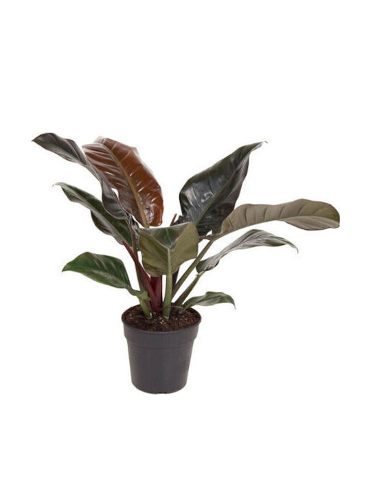Φιλόδεντρο Philodendron Imperial Red