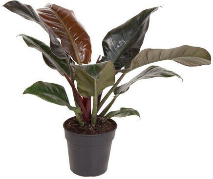 Φιλόδεντρο Philodendron Imperial Red