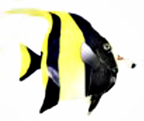 Ad Leuchtender Moorish Idol Typ80 Gelb