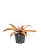 Κρύπτανθος Cryptanthus Pink Star