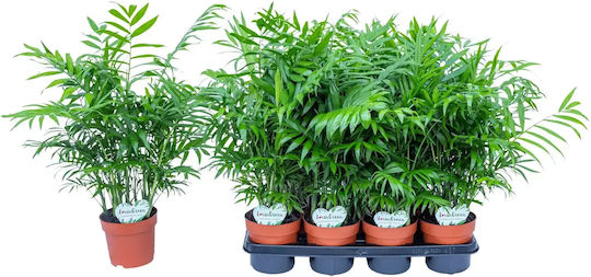 Chamaedorea Elegans Растение