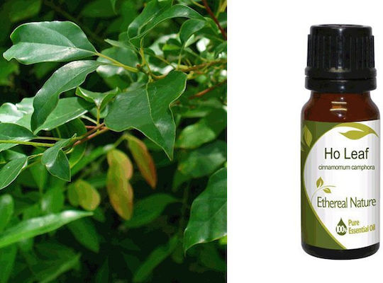 Nature & Body Kampfer Ätherisches Öl 10ml