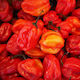 Κόκκινη Χαμπανέρο Habanero Καυτερή Πιπεριά 20 Σπόροι