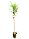 Oem Rodii De Rodie Punica Granatum 15 Lt 6-8