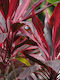 Κορδυλινη Cordyline
