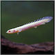 Polypterus Senegalus Albino 6-7cm