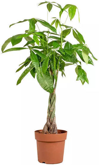 Παχίρα Pachira Aquatica
