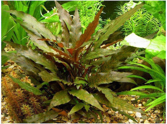 Cryptocoryne Undulata Red Lebende Aquarium Pflanzen