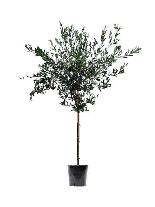 Oem Маслини Olea Europaea 10 Лт 4-6