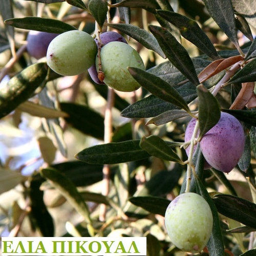 "ελιά Πίκουαλ" Olea Picual Olive Tree