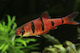 Desmopuntius Pentazona 3cm