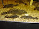 Ancistrus Sp 3-4cm