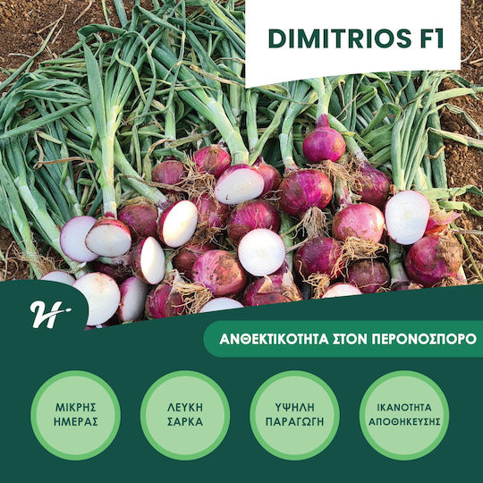 Hazera Seeds Onion Dimitrios White 100000pcs