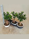 "μπονσάι Φίκος" Ficus Microcarpa Ginseng White Bowl