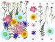 Pressed Flowers Resin Daisies Ferns Multicolour
