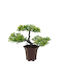 Plantă Artificială Decorativă Bonsai Verde 25 X 9 Cm
