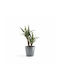 Ecopots Venice Selbstbewässernd Topf Μπλε-γκρι