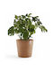 Ecopots Amsterdam Topf Terracotta