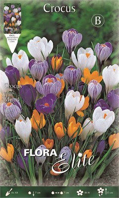 Flora Elite Zwiebeln Krokus Flora Elite Zwiebeln Krokus