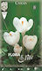 Flora Elite Samen Krokus