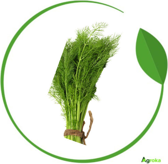 Geniki Fytotechniki Athinon Samen Dill Dukat 500gr