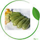 Syngenta Seeds Pumpkinς Zucchini Dolmas 1000pcs