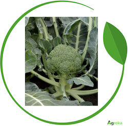 Syngenta Seeds Broccoli Monrello