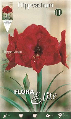 Flora Elite Βολβός Αμαρυλλίδας Κόκκινη