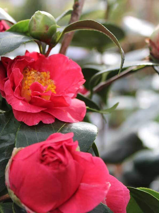 Camellia 'blood China' 15cm Camellia 'blood China' 15cm