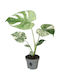 Monstera Mint Variegata