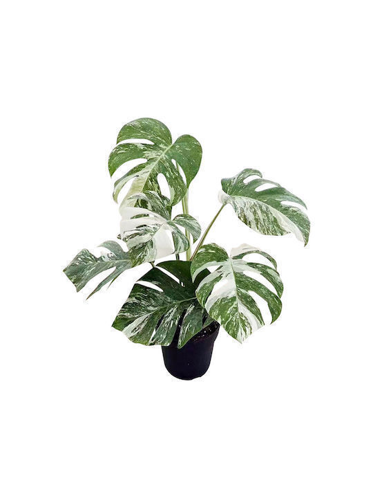 Monstera Albo Variegata